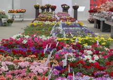 Slecths een aantal van de varieteiten die gepresenteerd werden door Westhoff.